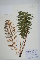 倒葉瘤足蕨藏品圖，第1張