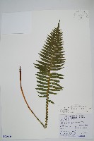 耳形瘤足蕨藏品圖，第1張