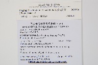 耳形瘤足蕨藏品圖，第2張