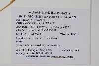 長葉鳳尾蕨藏品圖，第2張