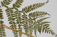 姬蹄蓋蕨藏品圖，第2張