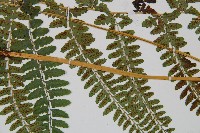 姬蹄蓋蕨藏品圖，第3張