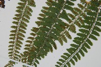 姬蹄蓋蕨藏品圖，第4張