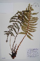 黑鱗耳蕨藏品圖，第1張