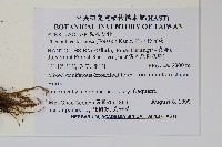 深山粉背蕨藏品圖，第2張