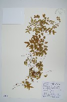 小葉海金沙藏品圖，第1張