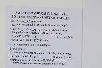 小葉海金沙藏品圖，第2張