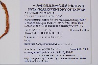 毛冷蕨藏品圖，第2張