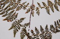 毛冷蕨藏品圖，第3張