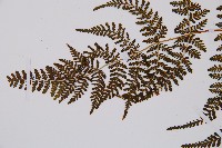 毛冷蕨藏品圖，第4張