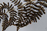 毛冷蕨藏品圖，第5張