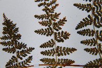 毛冷蕨藏品圖，第6張