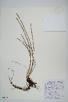 二條線蕨藏品圖，第1張