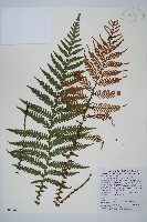 假桫欏藏品圖，第2張