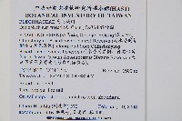 假桫欏藏品圖，第1張