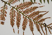 假桫欏藏品圖，第3張