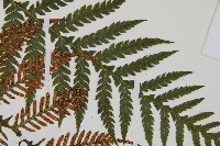 假桫欏藏品圖，第4張