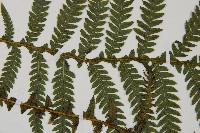 假桫欏藏品圖，第5張