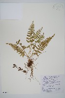 細毛碗蕨藏品圖，第1張