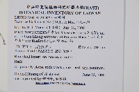 細毛碗蕨藏品圖，第2張