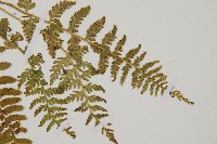 細毛碗蕨藏品圖，第3張