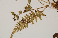 細毛碗蕨藏品圖，第4張