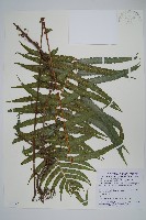 擬毛蕨藏品圖，第1張