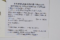 擬毛蕨藏品圖，第2張