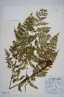 阿里山肉刺蕨藏品圖，第1張