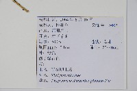 翅軸假金星蕨、短柄卵果蕨藏品圖，第2張