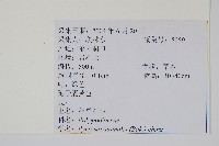 相異石韋藏品圖，第2張