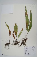 瓦葦藏品圖，第1張