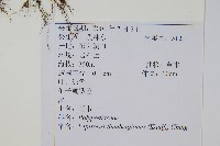 瓦葦藏品圖，第2張