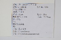 阿里山水龍骨藏品圖，第2張