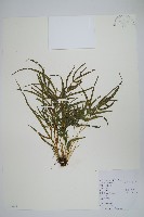 鳳尾蕨藏品圖，第2張