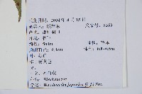 日本狗脊蕨藏品圖，第2張