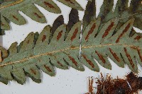 日本狗脊蕨藏品圖，第4張