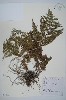 中華複葉耳蕨藏品圖，第1張