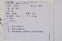 中華複葉耳蕨藏品圖，第2張