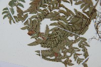 中華複葉耳蕨藏品圖，第5張