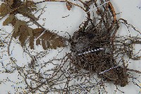 中華複葉耳蕨藏品圖，第6張