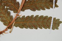 日本狗脊蕨藏品圖，第3張