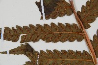 日本狗脊蕨藏品圖，第4張