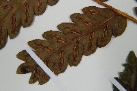 日本狗脊蕨藏品圖，第5張