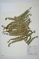 鱗芽裡白藏品圖，第1張