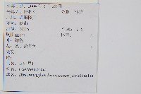 鱗芽裡白藏品圖，第2張