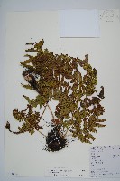 南海鱗毛蕨藏品圖，第1張