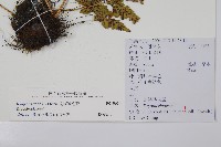 南海鱗毛蕨藏品圖，第2張