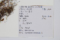 鐵角蕨藏品圖，第2張