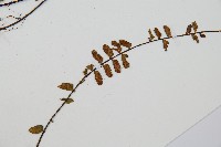 鐵角蕨藏品圖，第3張